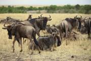 Mahali Mzuri